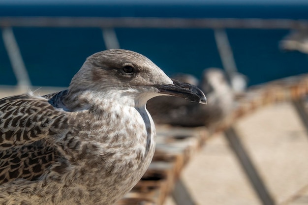 Juvenile seagulls near the docks