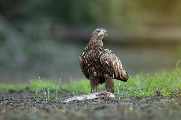 Juvenile whitetailed eagle eating fish on a river bank in riparian forest