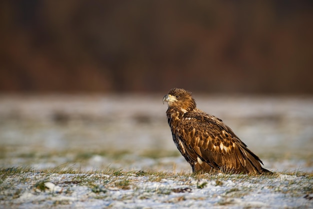 Juvenile whitetailed eagle haliaeetus albicilla in winter sitting on a snow