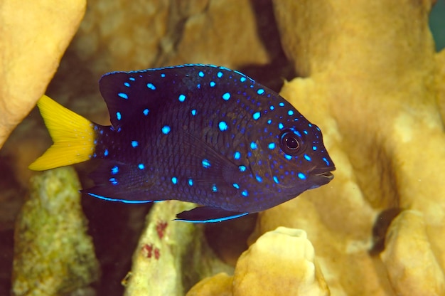 Photo a juvenile yellowtail damselfish with its iridescent light blue spots swims within a reef to protect itself from predators