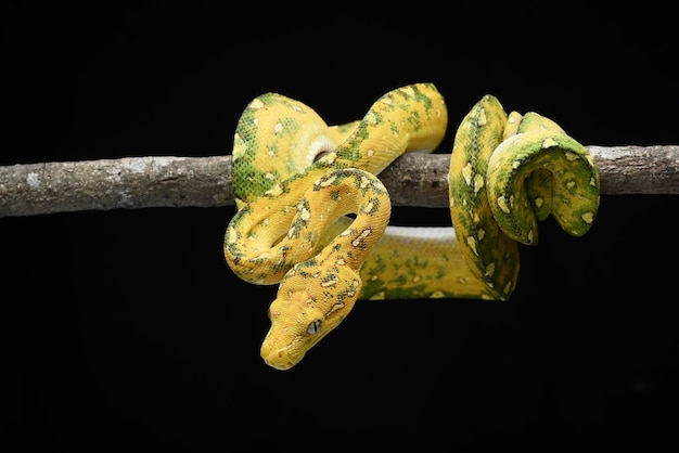 Juvenille green tree python on black background