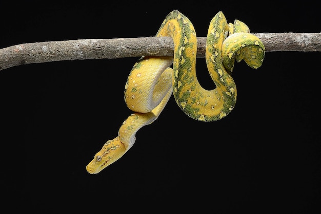 Juvenille green tree python on black background