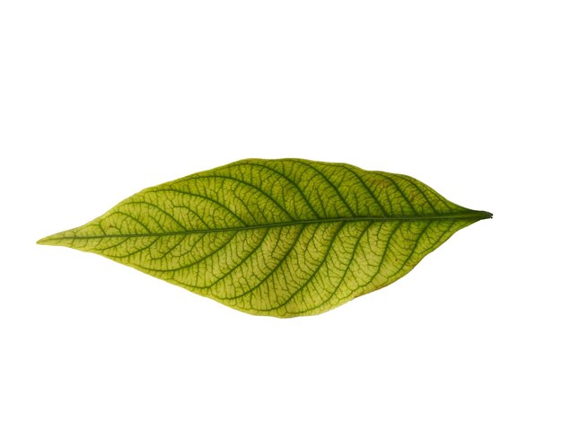 Kacapiring or Gardenia augusta or cape jasmine leaves isolated on white background