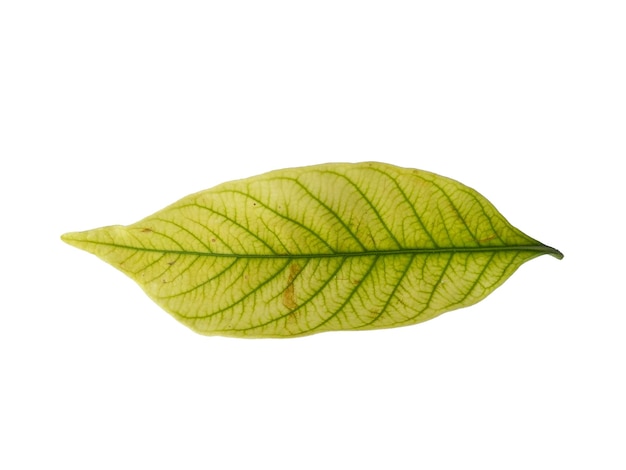 Kacapiring or Gardenia augusta or cape jasmine leaves isolated on white background