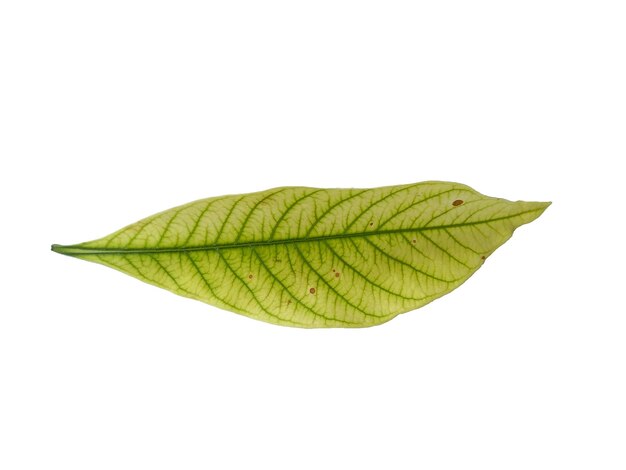 Kacapiring or Gardenia augusta or cape jasmine leaves isolated on white background