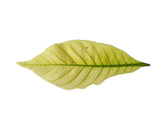 Kacapiring or Gardenia augusta or cape jasmine leaves isolated on white background