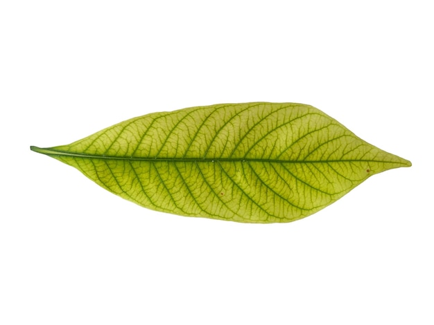 Kacapiring or Gardenia augusta or cape jasmine leaves isolated on white background