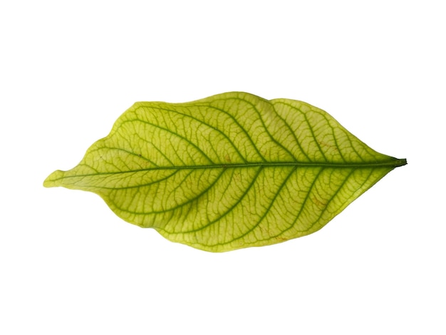 Kacapiring or Gardenia augusta or cape jasmine leaves isolated on white background