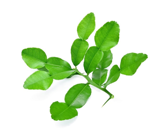 Kaffir lime leaf isolated on white background