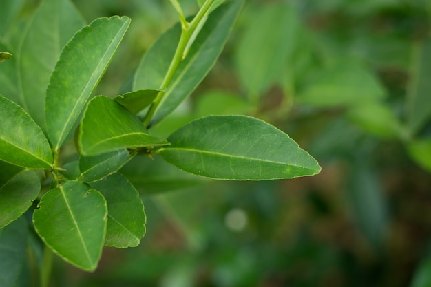 Kaffir Lime Leaf