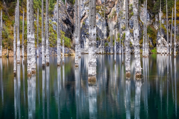 Kaindy lake flooded pine forest