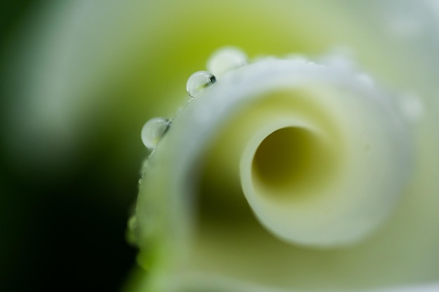 Kala flower with dew drops closeup