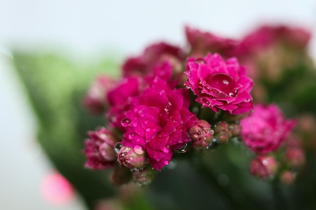 Photo kalanchoe blossfeldiana also known as kalanchoe is a species of flowering plant