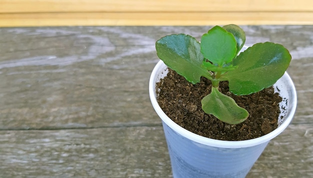 Kalanchoe Blossfeldiana young and beautiful indoor plant