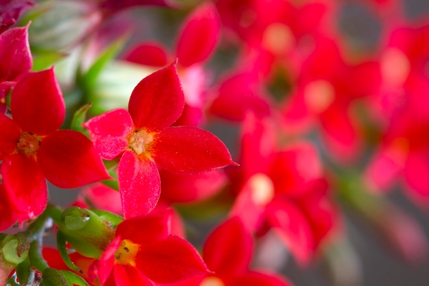 Kalanchoe Flower Colors of Nature