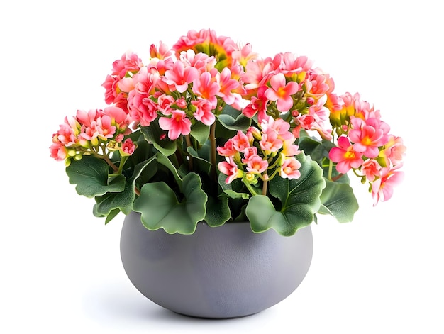 Kalanchoe in modern design round pot isolated on a white background Plant with light red flowers