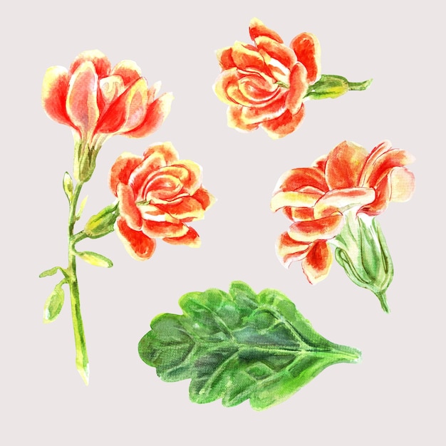 Kalanchoe set with flowers and leaves of succulents Watercolor hand painted illustration isolated