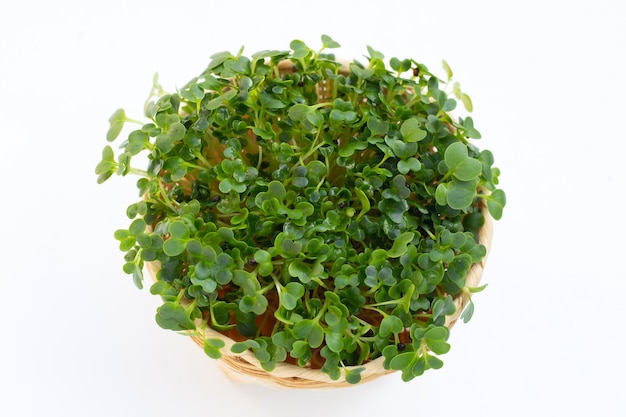 Kale sprouts on white background