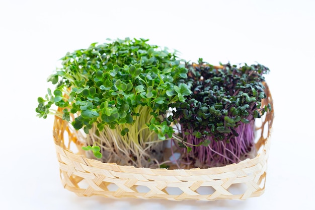 Kale sprouts with red cabbage sprouts on white background