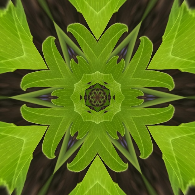 A kaleidoscope of leaves is made up of a kaleidoscope of green color.