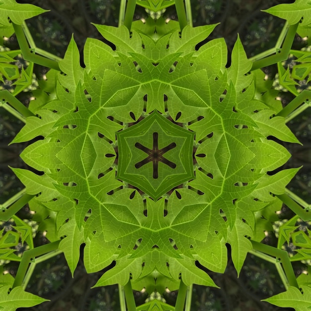 A kaleidoscope of leaves is made up of a kaleidoscope