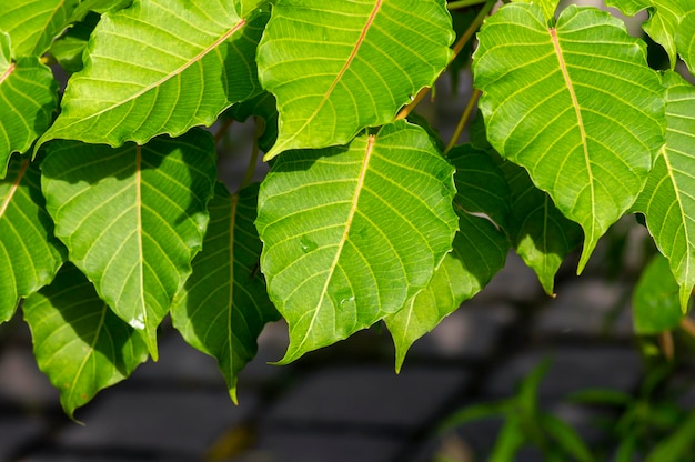 Kalpataru Ficus religiosa bodhi tree green leaves selected focus Natural background and wallpaper