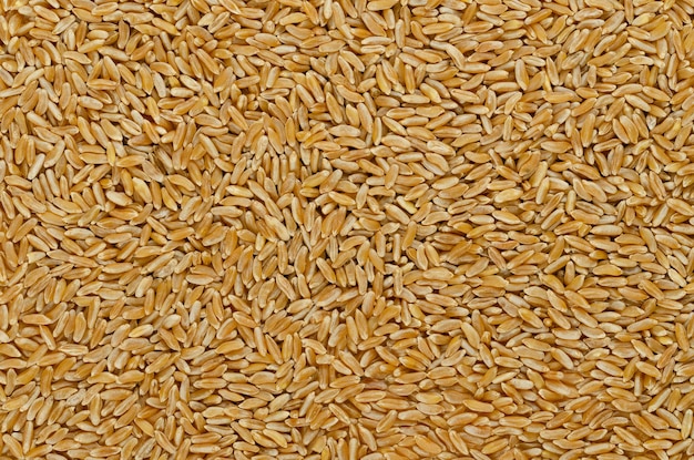 Kamut Khorasan grains surface and background