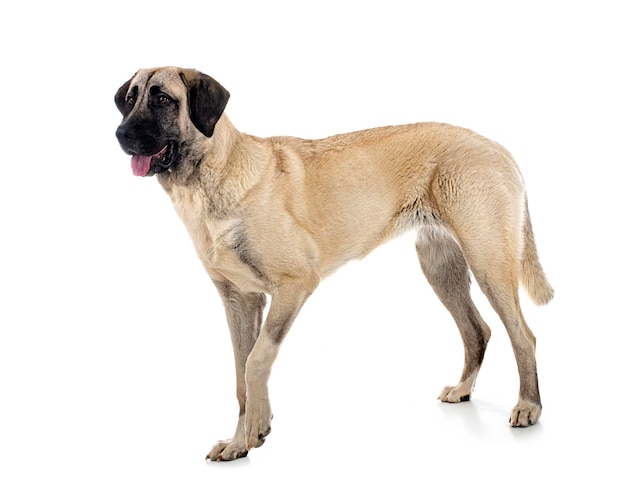 Kangal Shepherd Dog in front of white background