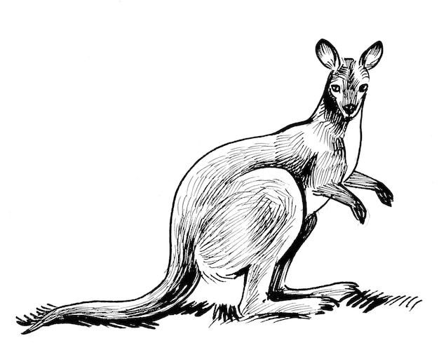 Kangaroo animal. Ink black and white drawing