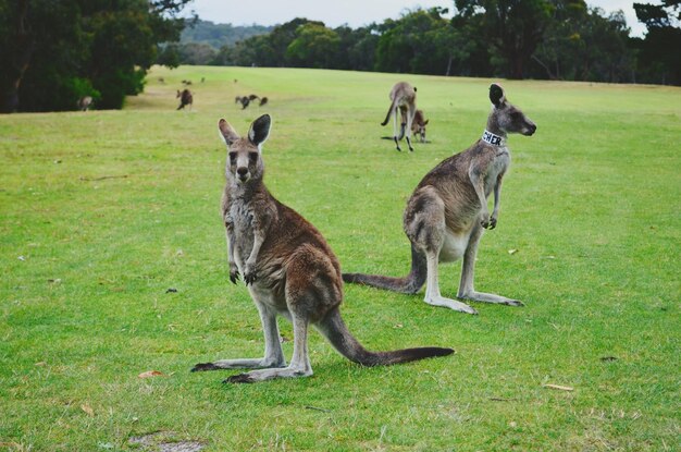 Photo kangaroo australia