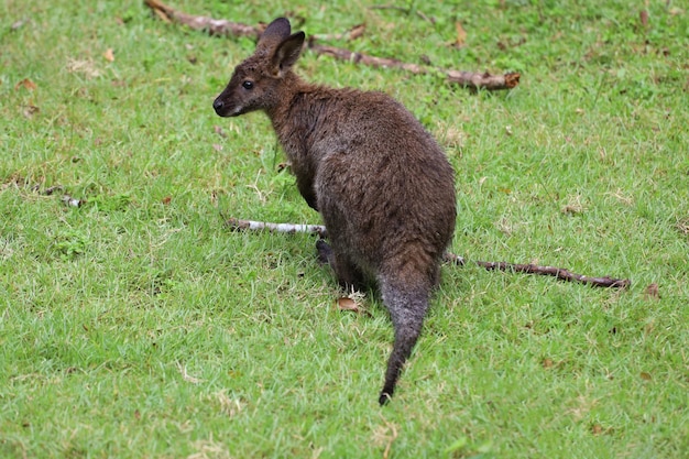 The kangaroo is stay and eat grass in garden