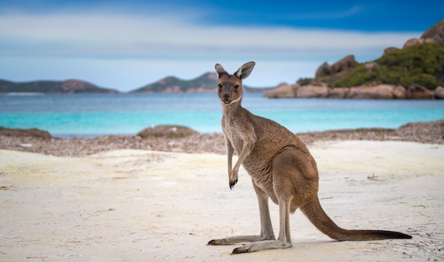 Kangaroo at Lucky Bay in the Cape Le Grand National Park