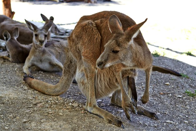 Kangaroo sitting on the ground in the zoological gardens of the north of Israel