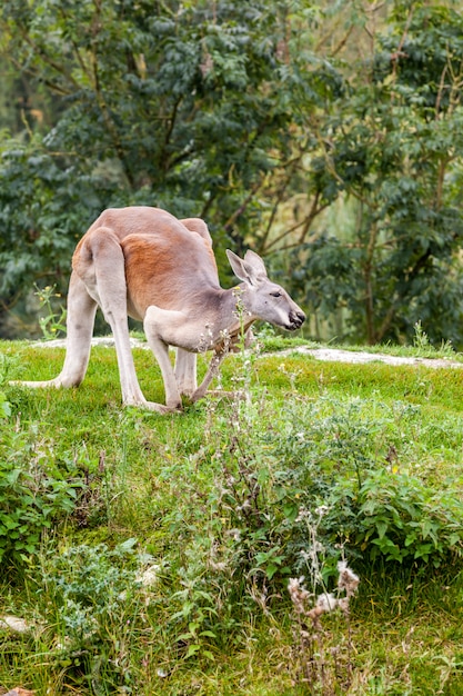 Kangaroo