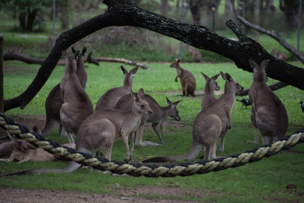 Photo kangaroos on the landscape