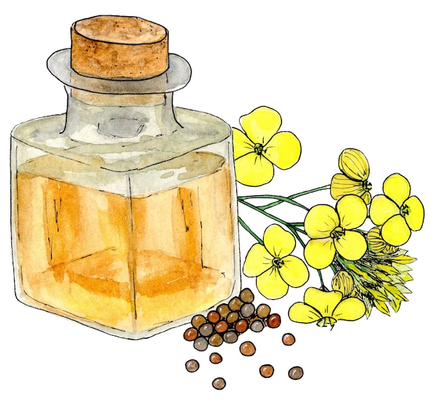 Kanola oil flowers and seeds Healthy food diet and cosmetic products Isolated on white background watercolor sketch drawing