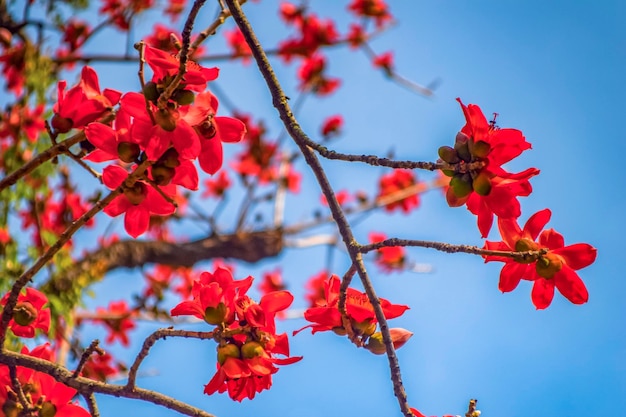 Kapok is the city flower of Guangzhou Kapok blossoms in spring