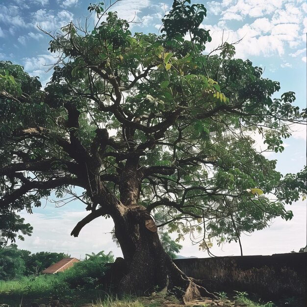 Kapok Tree