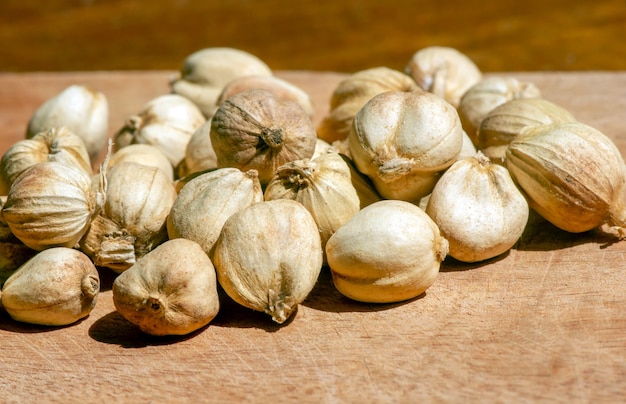 Kapulaga Jawa or Javanese cardamom (Amomum compactum), a type of cardamom which is used as a spice for dishes, herb and medicine, in shallow focus