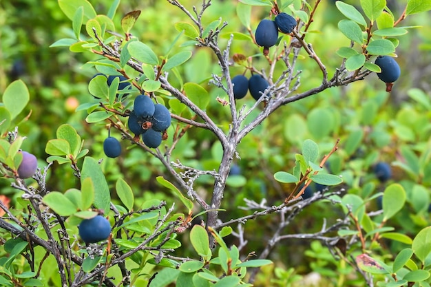 Karelian blueberries