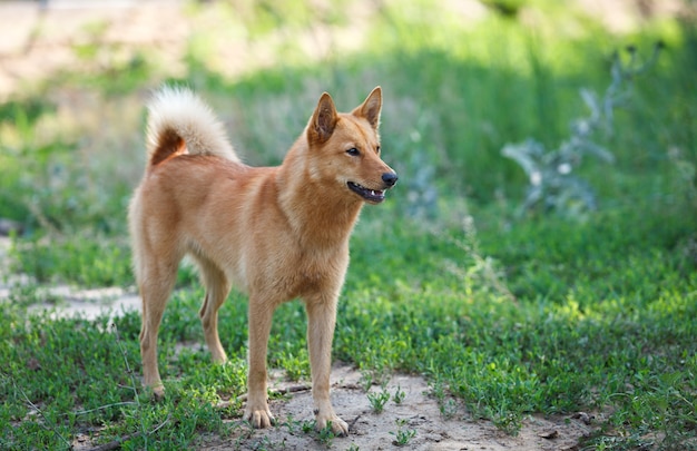 Karelian Finnish Laika