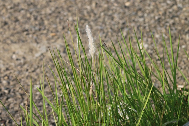 Kash phool or Kans grass in the field.