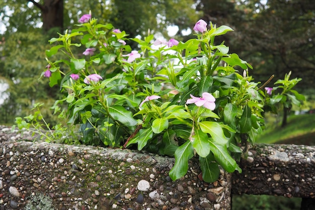 Kataranthus is a genus of annual or evergreen perennial herbaceous plants shrubs of the Kutrovye family Annual Vinca Madagascar Periwinkle Periwinkle Rose Periwinkle Running Myrtle Vinca