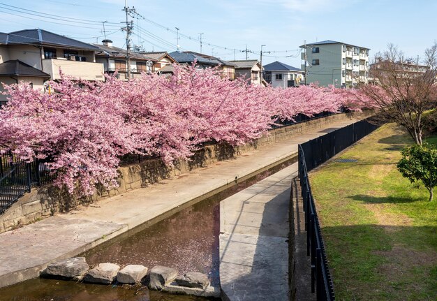 Kawazu cherry blossoms in the Yodo Suiro Waterway in Kyoto Japan