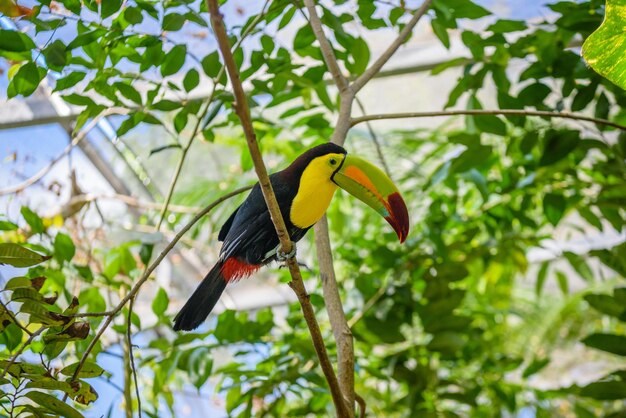 Keelbilled Toucan Ramphastos sulfuratus bird with big bill sitting on the branch in the forest nature travel in central America Playa del Carmen Riviera Maya Yu atan Mexico