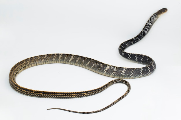 Keeled Rat Snake Ptyas carinata isolated on white background