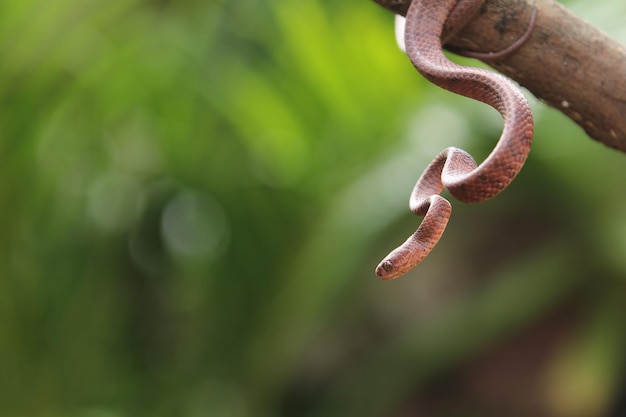 keeled slugeating snake Pareas carinatus is relatively widespread in Southeast Asia