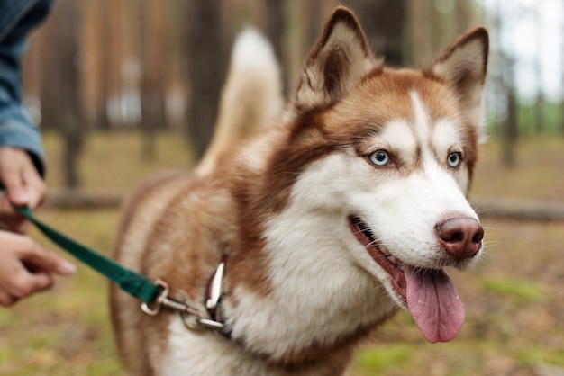 Keep the dog on a leash. The dog is walking in the woods. Husky dog. Brown husky.