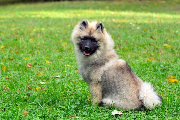 Keeshond - funny dog puppy sits on a green field. Close-up..