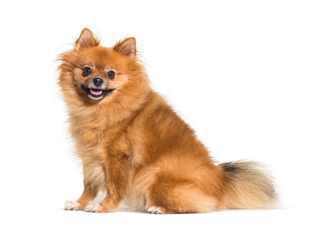 Keeshond spitz pomeranian dog sitting isolated on white